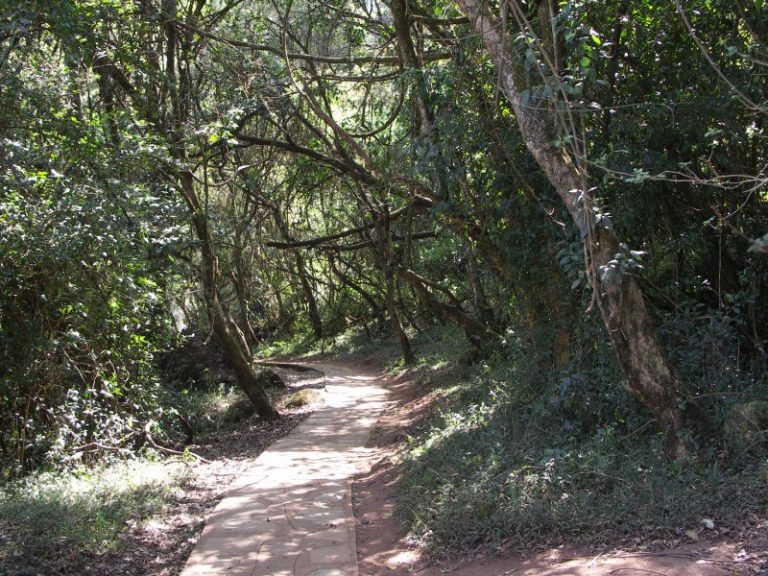 Forest Falls (Sabie) Height