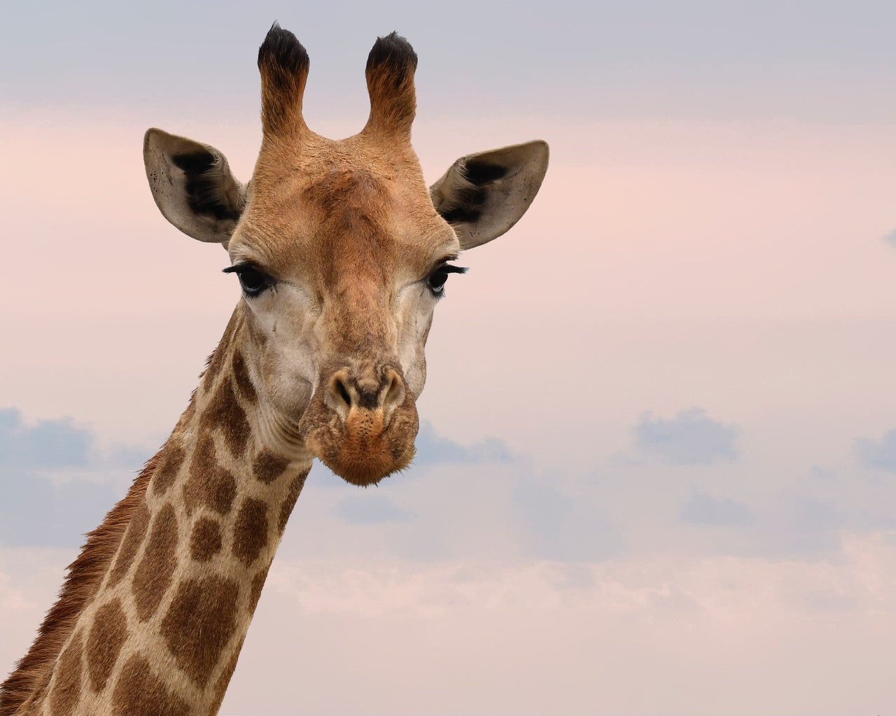 Giraffe Height - How Tall? ~ HeightPedia
