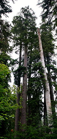 Coast Douglas-fir