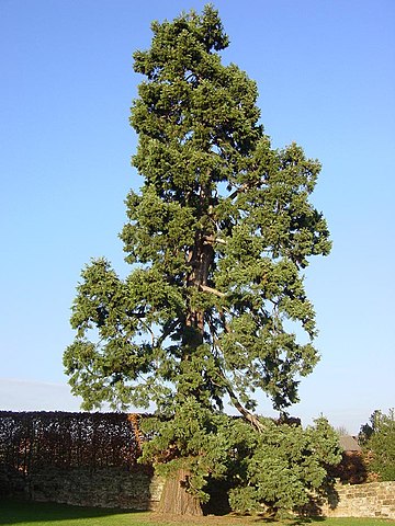 Giant Sequoia - 95.7 m ( 314 ft)